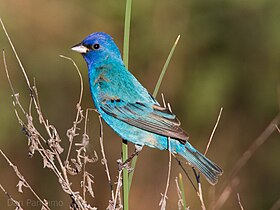 Indigolind (Passerina cyanea)