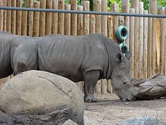 Rhinoceros