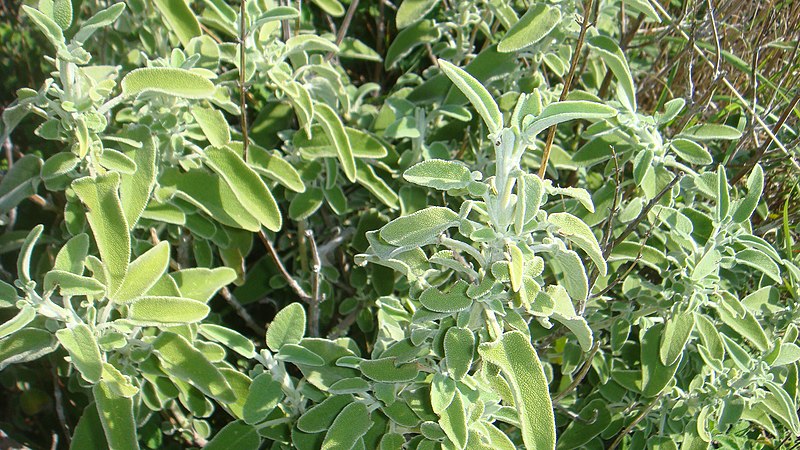 File:Salvia officinalis close-up.jpg