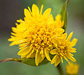 Floro solidago foje nomata orbastono