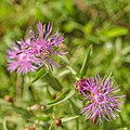 * Nomination A honey bee on a Brown Knapweed --FlocciNivis 18:06, 28 October 2024 (UTC) * Promotion  Support Good quality. --Riad Salih 19:36, 28 October 2024 (UTC)