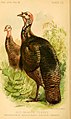 Meleagris gallopavo ellioti illustriert von Ernest Thompson Seton