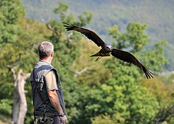 Milvus migrans (Black Kite)