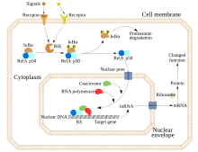 NF-κB.svg