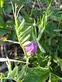 Vicia sativa