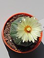 Astrophytum asterias