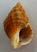 Buccinulum vittatum