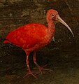 Rode ibis (Eudocimus ruber)