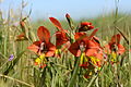 Gladiolus alatus