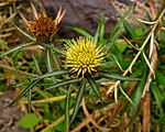 Carlina salicifolia