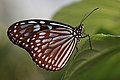 Ideopsis similis