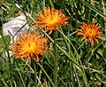 Crepis aurea