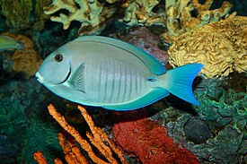 Обыкновенный хирург (Acanthurus chirurgus)