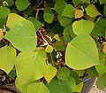 Homalanthus populifolius