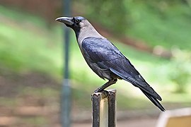 Huuskroaie (Corvus splendens)