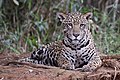 Female in the wild, Brazil