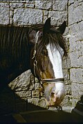 Tête d'un cheval brun foncé avec une grande marque blanche