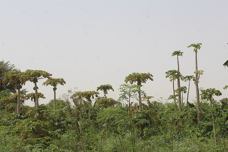 File:Périmètre irrigué à Maradi 05.jpg