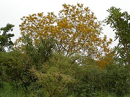 Pterocarpus erinaceus