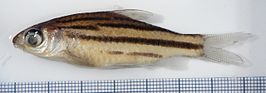 Desmopuntius johorensis