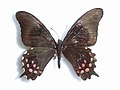 Papilio rogeri (Pink-spotted Swallowtail)