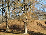 Pocahontas Mounds