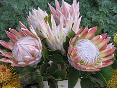 Reĝa proteo (Protea cynaroides)