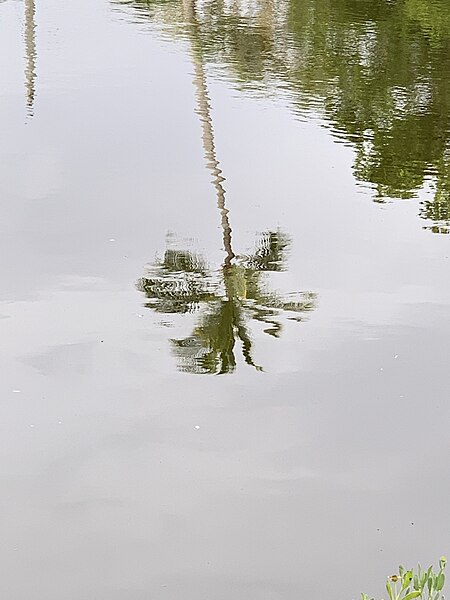 File:Reflection of Palm Tree.jpg