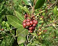 Rhamnus alaternus, aladern