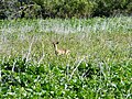 Steenbok