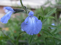 Salvia azurea