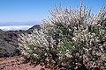 Retama del Teide Spartocytisus supranubius