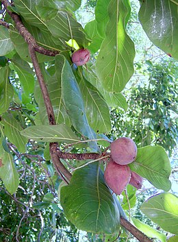 Migdolinis viršūklis (Terminalia catappa)