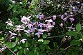 Thalictrum delavayi flowers