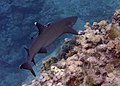 Sur un requin à pointe blanche (ou requin-corail).