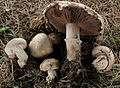 Agaricus subfloccosus