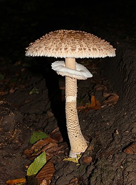 Corpo frutífero do cogumelo guarda-sol (Macrolepiota procera), fotografado na Ucrânia.