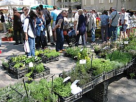 Image illustrative de l’article Herbes de Provence