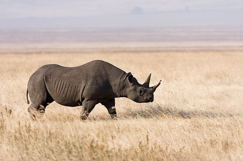 File:Ngorongoro Spitzmaulnashorn.jpg