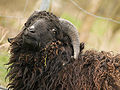 Moutons d'Ouessant 2