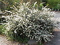 Osmanthus delavayi