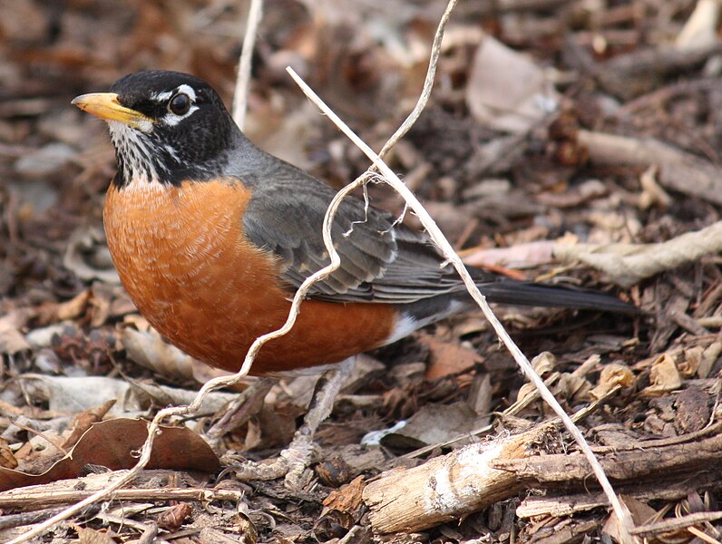 File:American Robin 0025.jpg