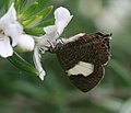 Unidentified butterfly