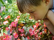 A boy playing with a butterfly