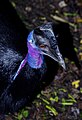 Los patrones de coloración en aves son muy diversos