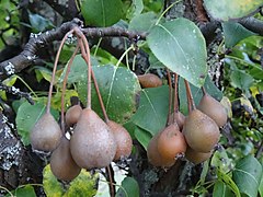 Fruits et feuilles de Poirier à feuilles en cœur.