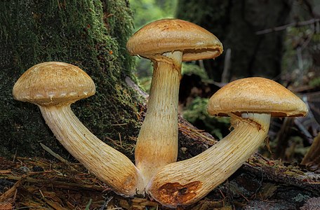 Gymnopilus viridans