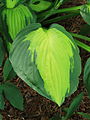 * Nomination Hosta Captain Kirk, a beautiful Hosta in the shade.-- Famberhorst 15:42, 17 August 2013 (UTC) * Promotion  Support --A.Savin 17:58, 17 August 2013 (UTC)