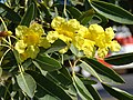 Blomst hos Tabebuia aurea