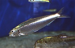 Sardiña Sardina pilchardus